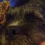 Profile Picture of Aaron Bunting (@aaronbunting1) on Instagram