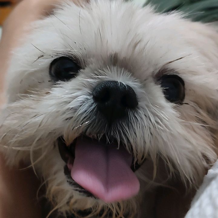 Profile Picture of Piccola (@piccola_xd) on Tiktok