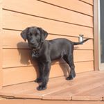 Profile Picture of Ian Arruda (@arrudaian) on Instagram