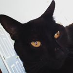 Joseph Nason - Instagram Profile Picture of Joseph Nason (@joes_a_h0) on Instagram