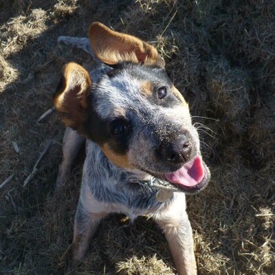 Profile Picture of The Daisy Diaries (@DaisyDawgBrown) on Twitter
