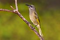 Profile Picture of Grey-eared honeyeateron Wikipedia