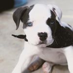 Mark Olivarez - Instagram Profile Picture of Mark Olivarez (@marko43) on Instagram