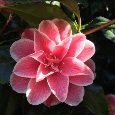 Profile Picture of Andrew Agius (@andrewagius) on Twitter