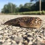 Profile Picture of Jason Pellman (@pellmannequin) on Instagram
