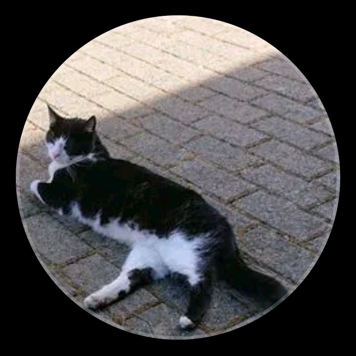 Profile Picture of petraberger (@bennyy.58) on Tiktok