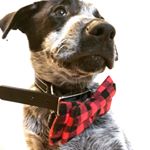 Profile Picture of Peter Danielson (@peter596) on Instagram
