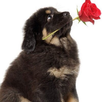 Profile Picture of Simon Van Winckel (@SimonVanwinckel) on Twitter
