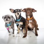 Profile Picture of Dede Croy (@myfavoritegroomer) on Instagram