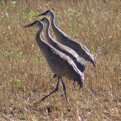 Profile Picture of Marty Mays (@MartyMays4) on Twitter