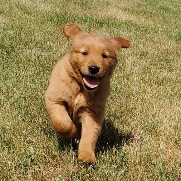 Profile Picture of Zoey Harstad (@zeharstad) on Poshmark