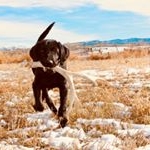 Profile Picture of Jim Heath (@antlerpointgundogs) on Instagram