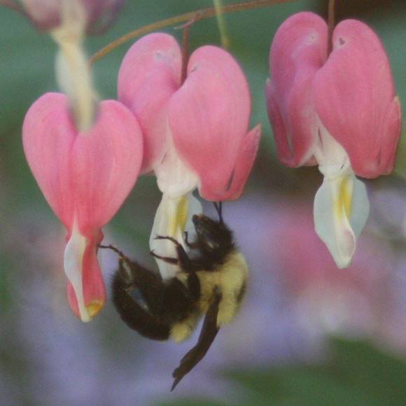 Profile Picture of Robin Bee (@wolfmoosecat1) on Poshmark