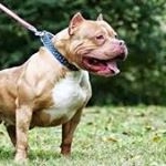 Profile Picture of DavidBroyles (@davidbroyoes) on Instagram