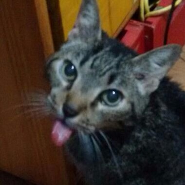 Profile Picture of Jailson "Annoying Mastermind" Rodrigues (@jay_rodrigues) on Twitter