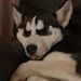 Profile Picture of Derek Thrall (@derekthrall) on Pinterest
