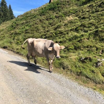Profile Picture of Thomas Frese (@frese_thomas) on Twitter