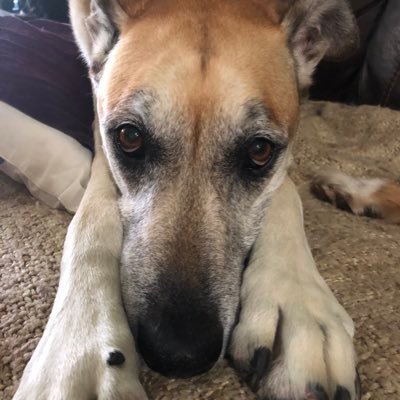 Profile Picture of Lara Marks (@LaraMar78861182) on Twitter