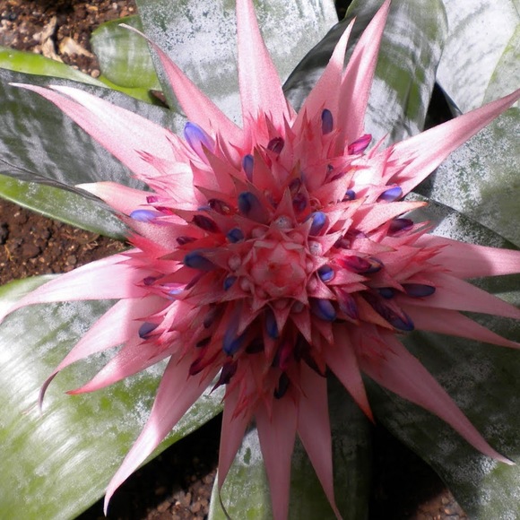 Profile Picture of Nancy Kronfeldt (@nak1968) on Poshmark