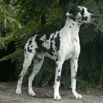 Profile Picture of Tickle (@HunterOfYours) on Twitter