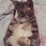 Profile Picture of Jonathan Urso (@jonathan_cat_neko) on Instagram