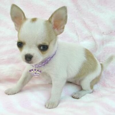 Profile Picture of Gustavo Castañeda (@gus9605) on Twitter