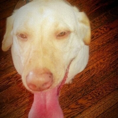 Profile Picture of Nate McGovern-White (@trumpetnate111) on Twitter