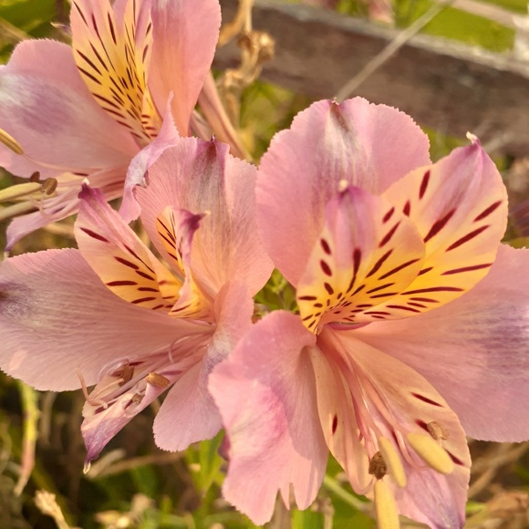 Profile Picture of Juliette Richards (@juliette_doe) on Poshmark