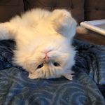 Profile Picture of Kristin Miller (@krishiller) on Instagram