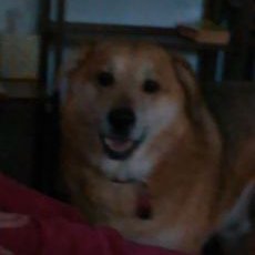 Profile Picture of Neal Weeks (@CNealWeeksJr) on Twitter