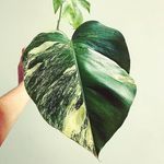 Profile Picture of mark Denise (@markdenise754) on Instagram