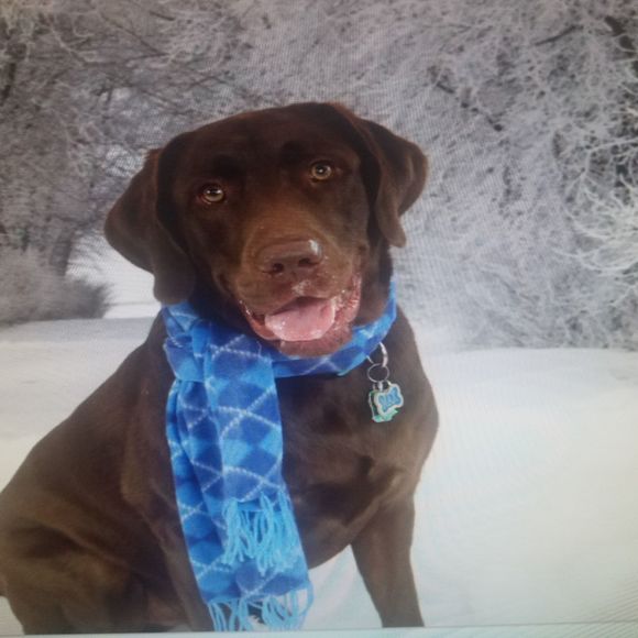 Profile Picture of Linda Shuck (@lshuck86) on Poshmark