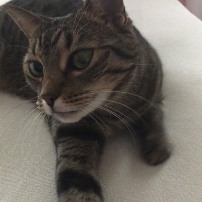 Profile Picture of Alan Gates (@AllanGatesy) on Twitter