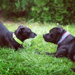 Profile Picture of Pavla Kostelecká (@amy_and_naby) on Instagram