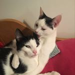Profile Picture of Daphne and Klaus Rescue Cats (@daphne_and_klaus) on Instagram