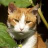 Profile Picture of Charlotte Farrell (@farrell60450) on Pinterest