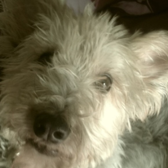 Profile Picture of Joy Courchaine (@joycourchaine) on Poshmark