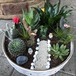 Profile Picture of Dasher Garden 🌻 (@dashergarden) on Instagram