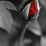 Profile Picture of Bahar-Boushehri (@b.boushehri121) on Instagram