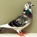 Profile Picture of Peter The Pigeon (@PeterThePigeon1) on Twitter