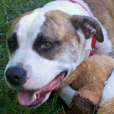 Nicholas Fancher - Twitter Profile Picture of Nicholas Fancher (@nvfancher) on Twitter