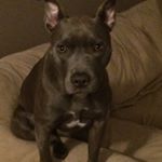 Profile Picture of Michael Cardella (@mcard09) on Instagram