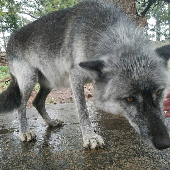 Lucy Cornejo - Poshmark Profile Picture of Lucy Cornejo (@corn1115) on Poshmark