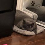 Profile Picture of Lisa Motta (@lmotta246) on Instagram