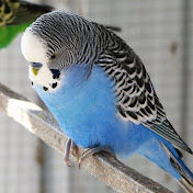 Profile Picture of Mark Fernandes (@markfernandes6352) on Youtube