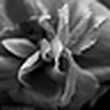 Profile Picture of FAHAD.SR. AL AHMED (@FAHAD.SR. AL AHMED) on Flickr