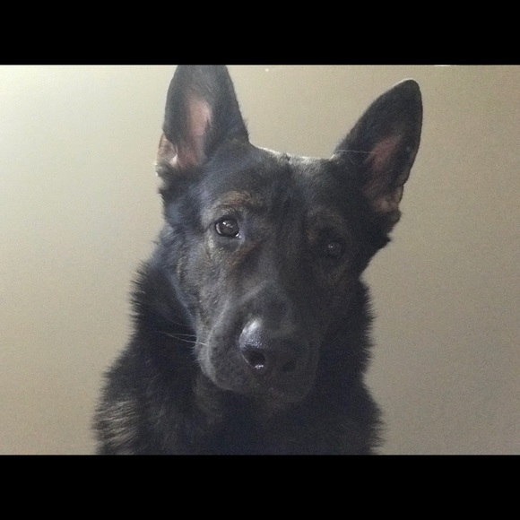 Profile Picture of Karla Fenison (@karmarose101) on Poshmark