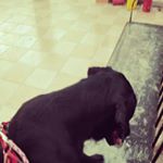 luis Chiu - Instagram Profile Picture of luis Chiu (@octaviochiu) on Instagram