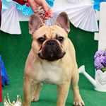 Profile Picture of Dj Johnny Depp Grand Merci (@johnny_french_bulldog) on Instagram