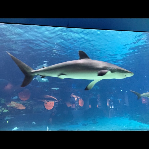 Profile Picture of Melissa Marczak (@marsgirl76) on Poshmark